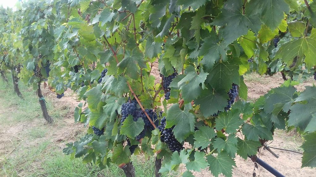 Agriturismo Val Di Nappo Castiglione della Pescaia Εξωτερικό φωτογραφία
